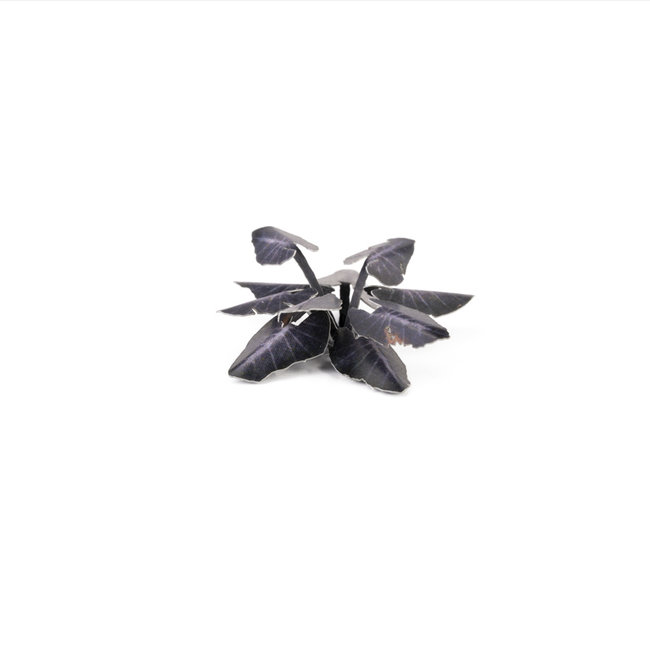 Gamers Grass Black Magic Taro - Olifantsoor - Laserplants - 65x - GGLP-BMT