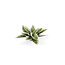 Gamers Grass Plantain Lily - Laserplants - 57x - GGLP-PL