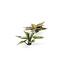 Gamers Grass Plantain Lily - Laserplants - 57x - GGLP-PL - image