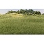 Woodland Scenics Medium Green 4mm Static Grass - All Game Terrain - WLS-G6572