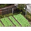 Busch Vegetables and Lettuce - HO 1222