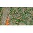 Busch Pumpkin field - HO 1201