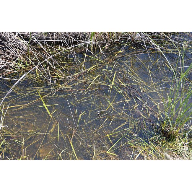 AK interactive Still Water - Diorama Series - 250ml - AK8008