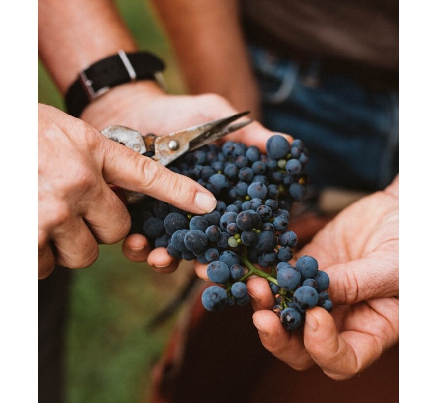 Blanc De Noir Brut Nature 75 cl | Andres & Mugler