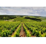 Standard bottles (75cl)