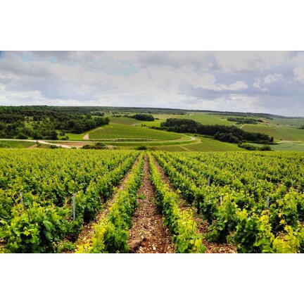 Mousserende wijnen met inhoud 75 cl - Prosecco, Cava, Champagne en andere bubbels