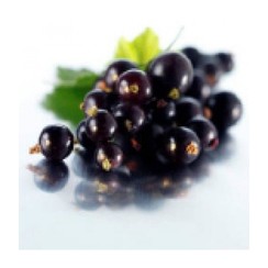 BLACK CURRANT