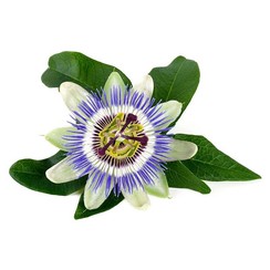 PASSION FLOWER