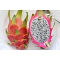 TPA DRAGON FRUIT