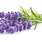 TPA LAVENDER