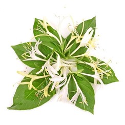 HONEYSUCKLE (PG)