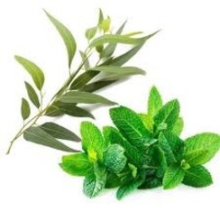 EUCALYPTUS WITH MINT