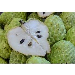 CHERIMOYA