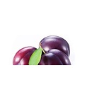 AW ITALIAN STYLE JACOTE PLUM