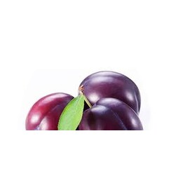 JACOTE PLUM