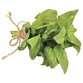 AW GREEK STYLE BASIL