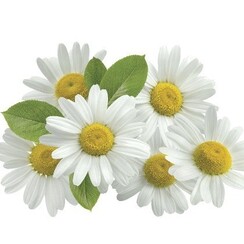 CHAMOMILE