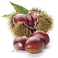 AW GREEK STYLE CHESTNUT