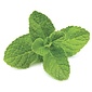 AW GREEK STYLE MINT