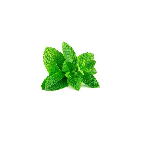 CAPELLA FRESH SPEARMINT