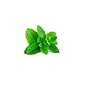 CAPELLA FRESH SPEARMINT