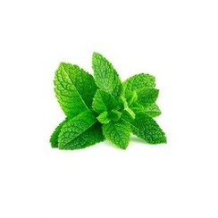 FRESH SPEARMINT  1ML