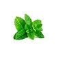 CAPELLA FRESH SPEARMINT 1ML