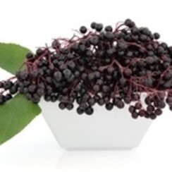 ELDERBERRY