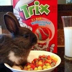 SILLY RABBIT CEREAL