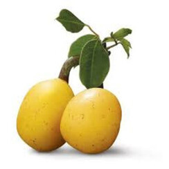 MARULA 1 ML