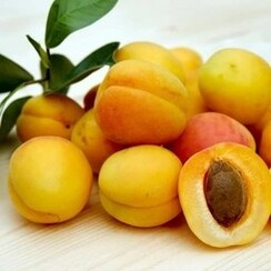 ARMENIAN APRICOT  1 ML