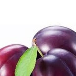 JACOTE PLUM 1 ML