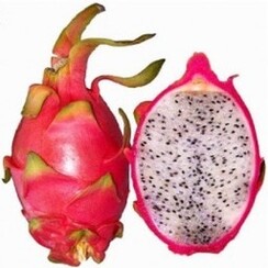 DRACHENFRUCHT 1 ML