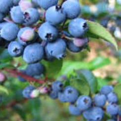 HUCKLEBERRY 1 ML
