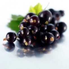 BLACK CURRANT 1 ML