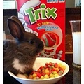 TPA SILLY RABBIT CEREAL
