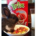 TPA SILLY RABBIT CEREAL