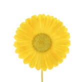 Bloem Germini - geel - 96 stuks
