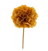 Dianthus-Nelkenkamel