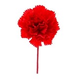Chameau rouge de Dianthus