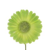 Bloem Germini licht groen