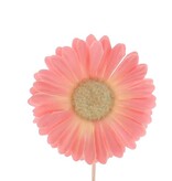 Blume Germini Pink