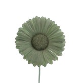 Blume Germini smokey grün