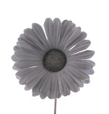 Bloem Germini lavendel grijs