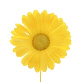 Flower Germini
