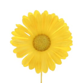 Bloem Germini (variatie in gele kleuren)