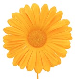 Blume Germini
