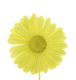 Flower Germini