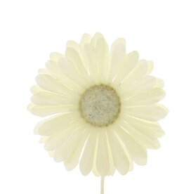 Bloem Germini ecru