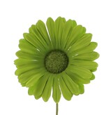 Bloem Germini ( groene tinten)